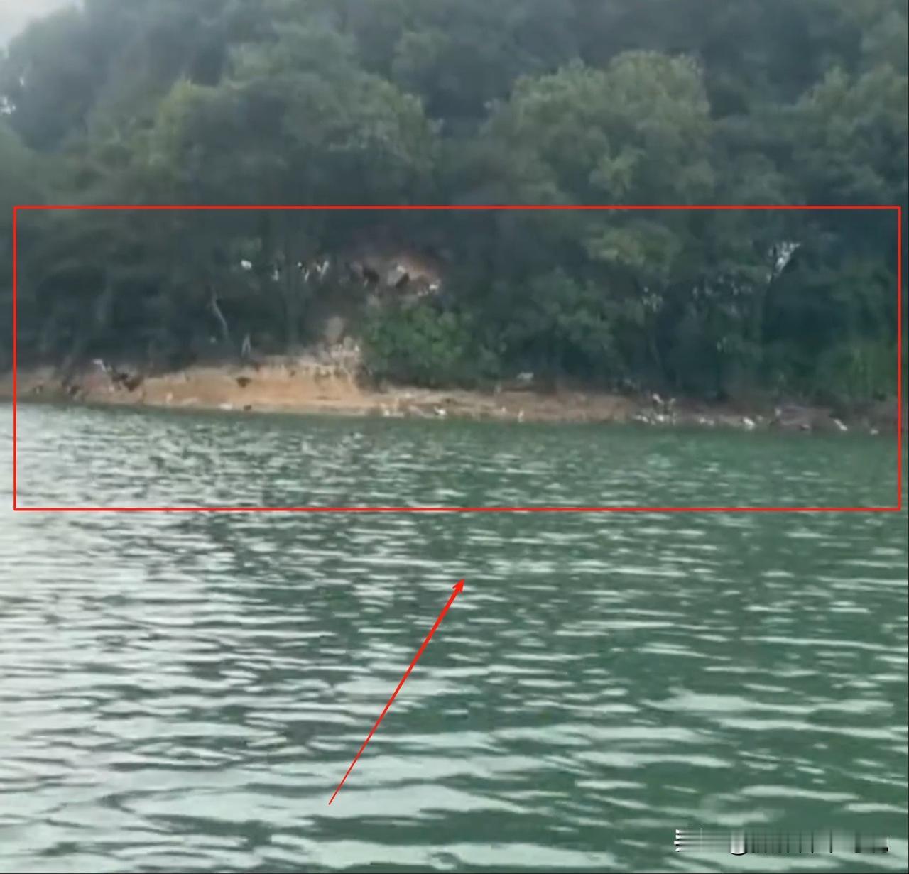 大量放生猫？？？这是什么迷惑操作？是造孽还是积德？之前有放生鱼、放生鸟、放生蛇的