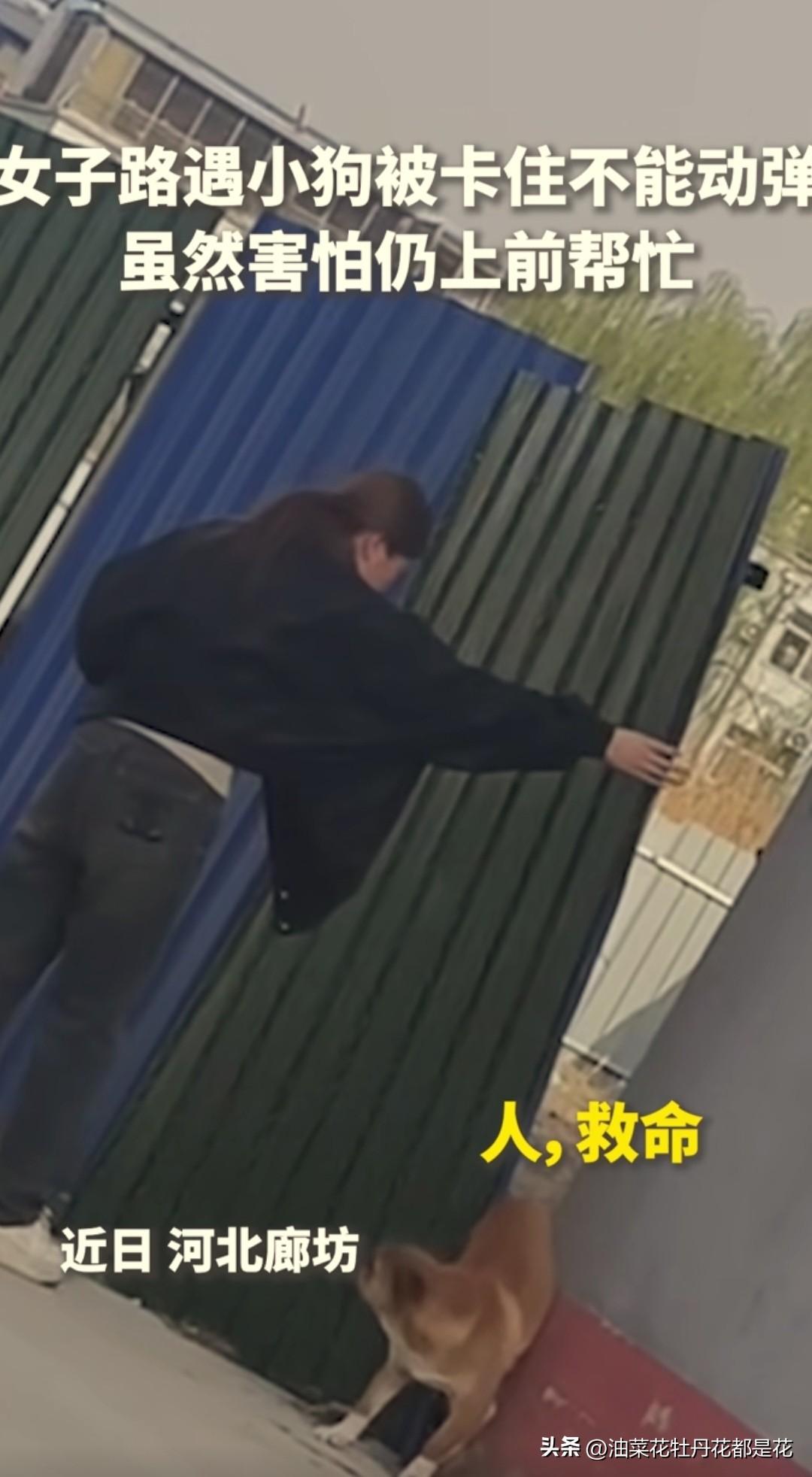 善良的女孩，被人民日报点赞了。
湖北廊坊，一条小狗想偷跑出去玩，却被围栏卡住了，