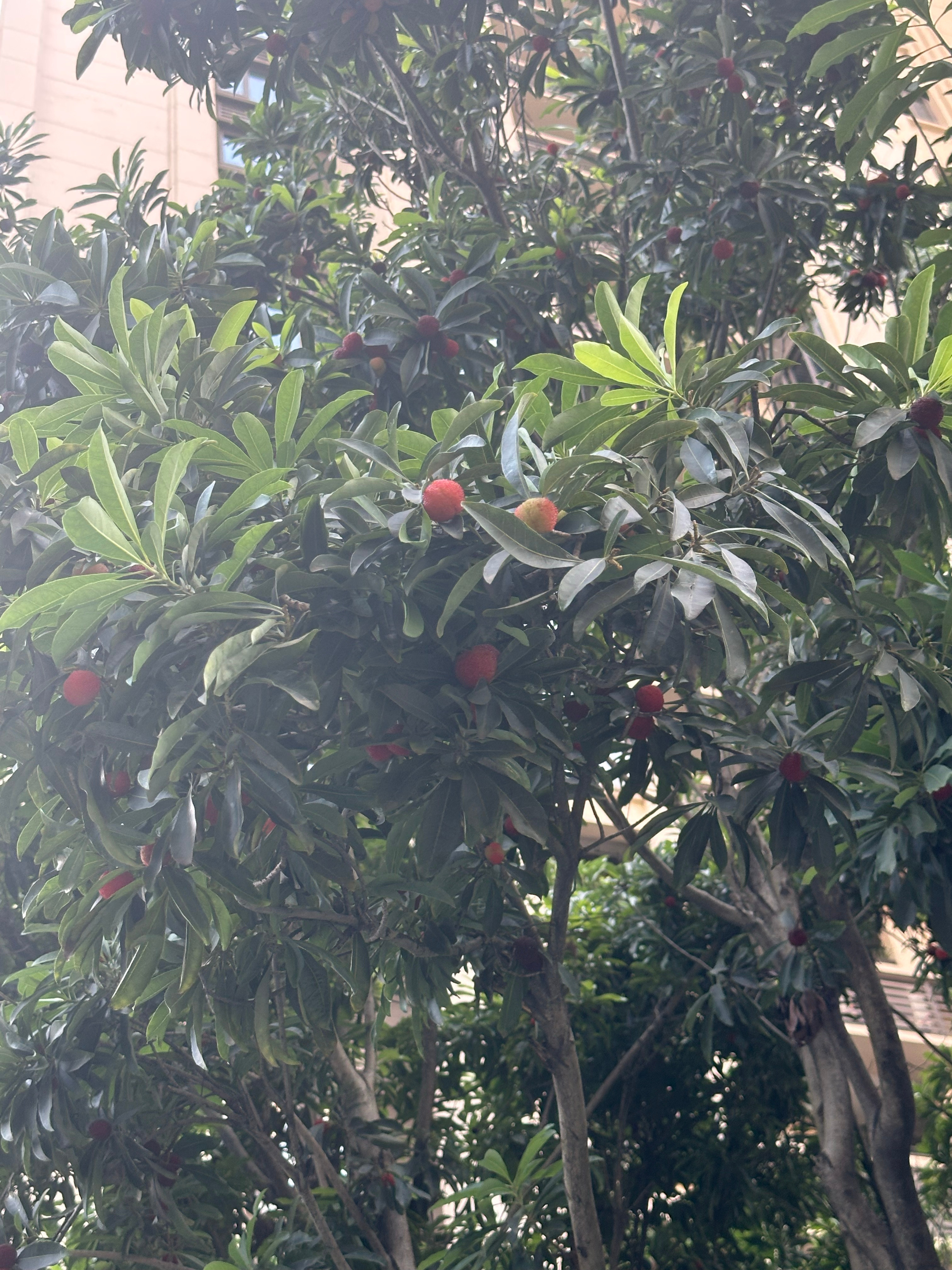 杨梅树结果子了不知道好不好吃😋