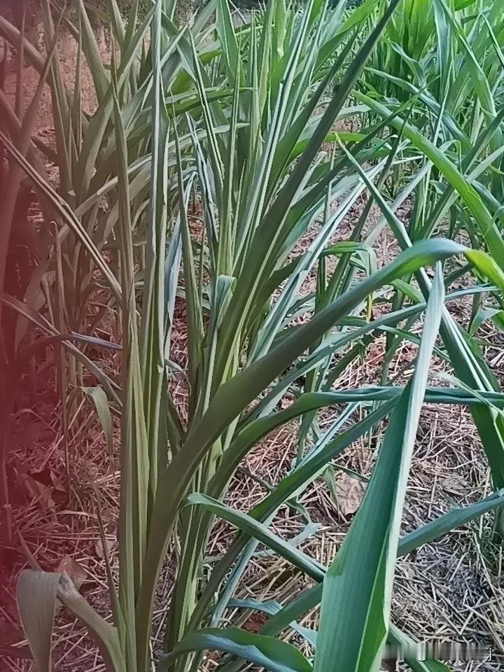 夏日生活打卡季明天就要进入头伏天了。天气预报有小雨，玉米旱情十分严重了！