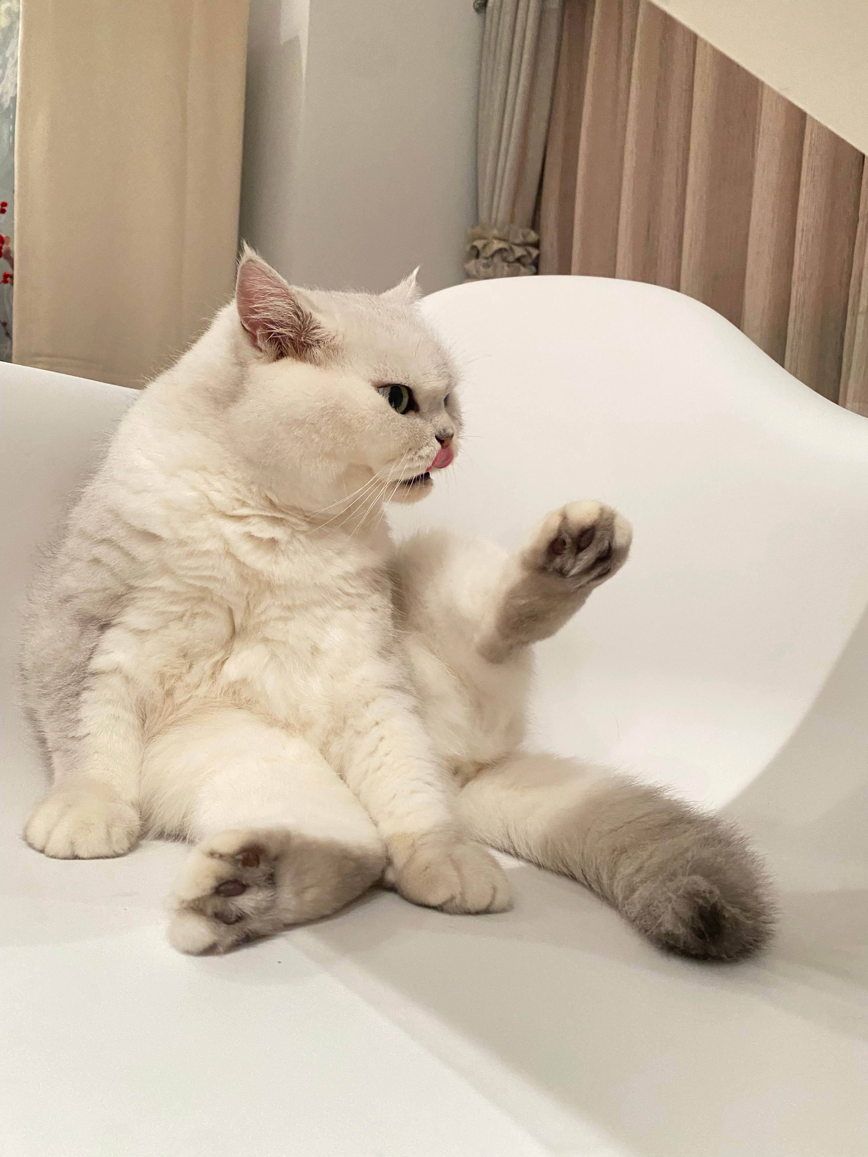 “再加一组”猫咪一个亿[超话] ​​​
