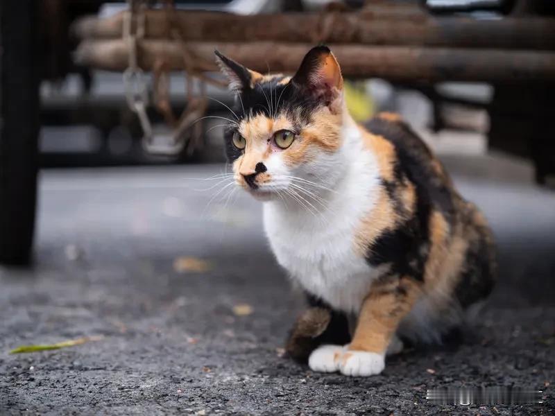 之前下班路上碰到三花流浪猫蹭我裤腿，还踮脚扒我书包带，我当时还纳闷我兜里明明没装