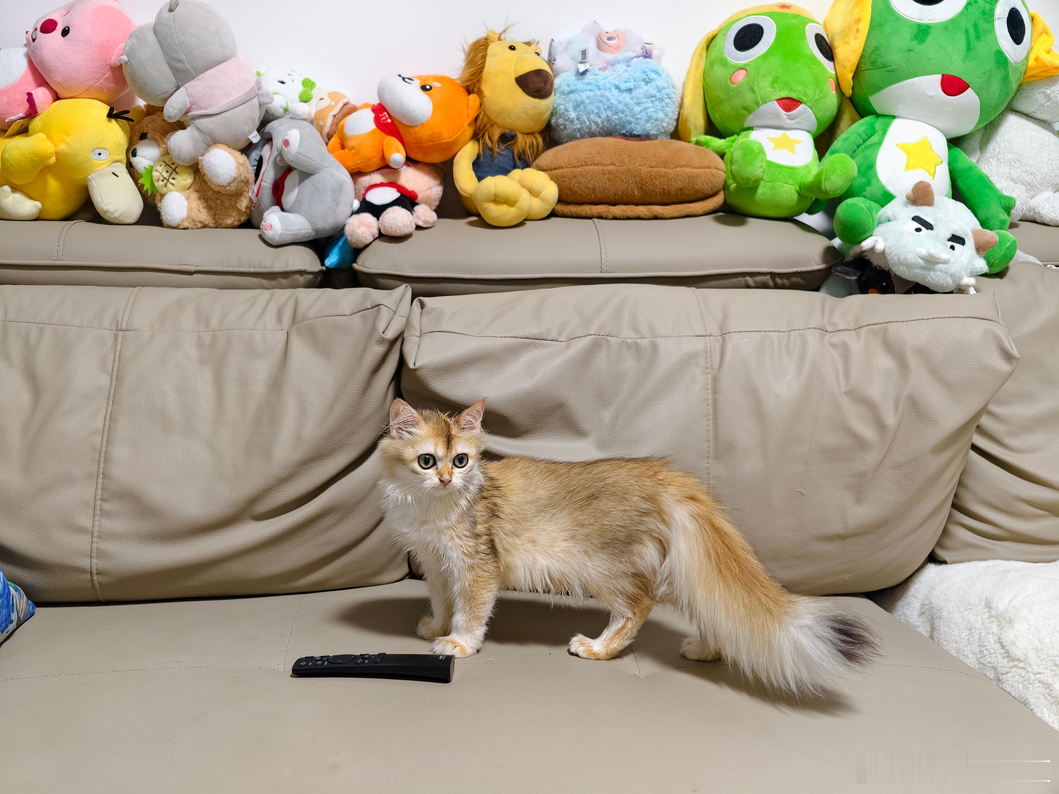 这么可爱的猫叫它小鸡怎么样？[doge]  ​​​