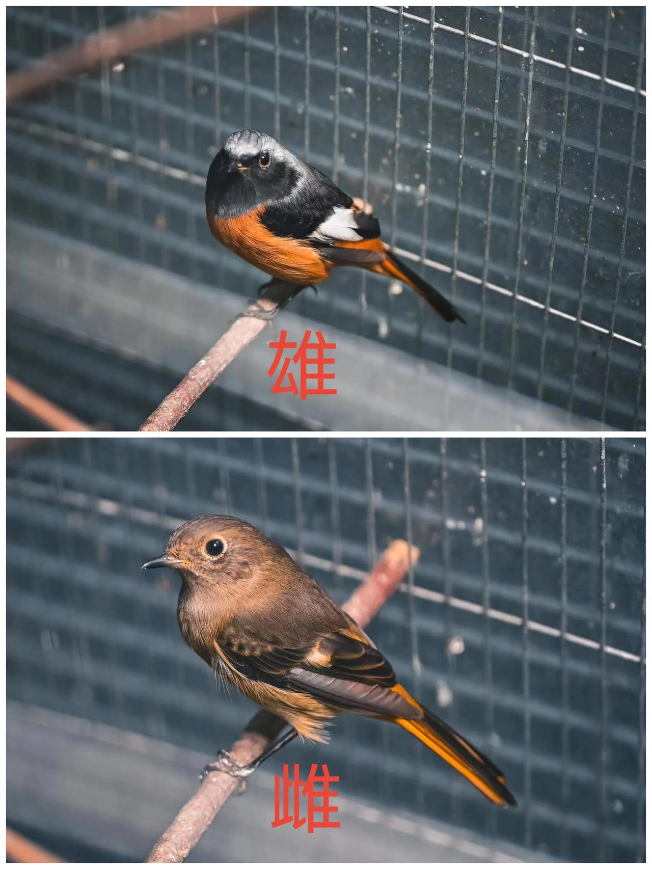 北红尾鸲公母对比图
雌性翅羽颜色发灰，白斑小，
雄性翅羽颜色发黑，白斑大