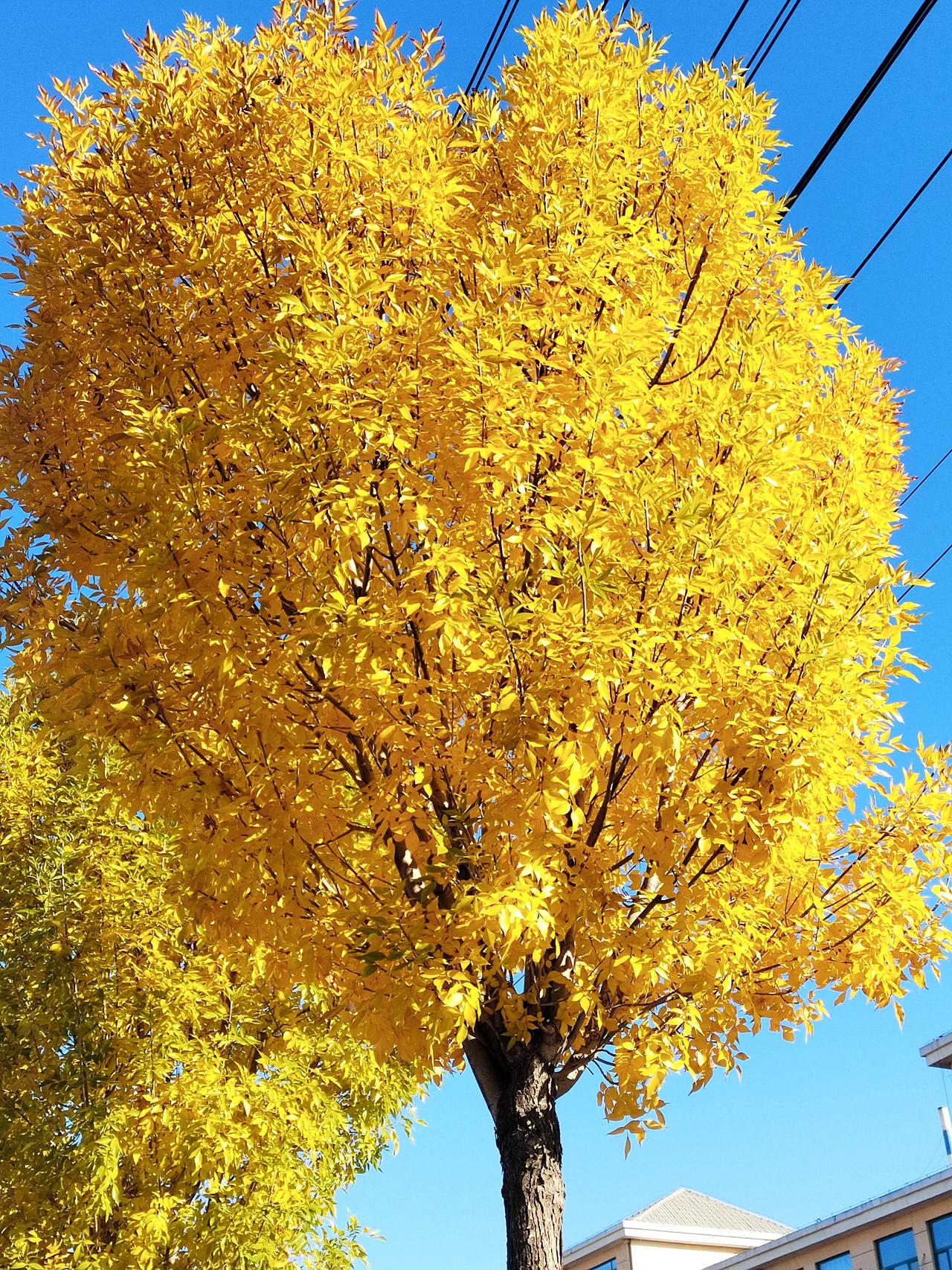 前几天回老家，依然还是满眼皆秋色，路两边满树的叶子黄灿灿的，一幅雍容华贵的样子。