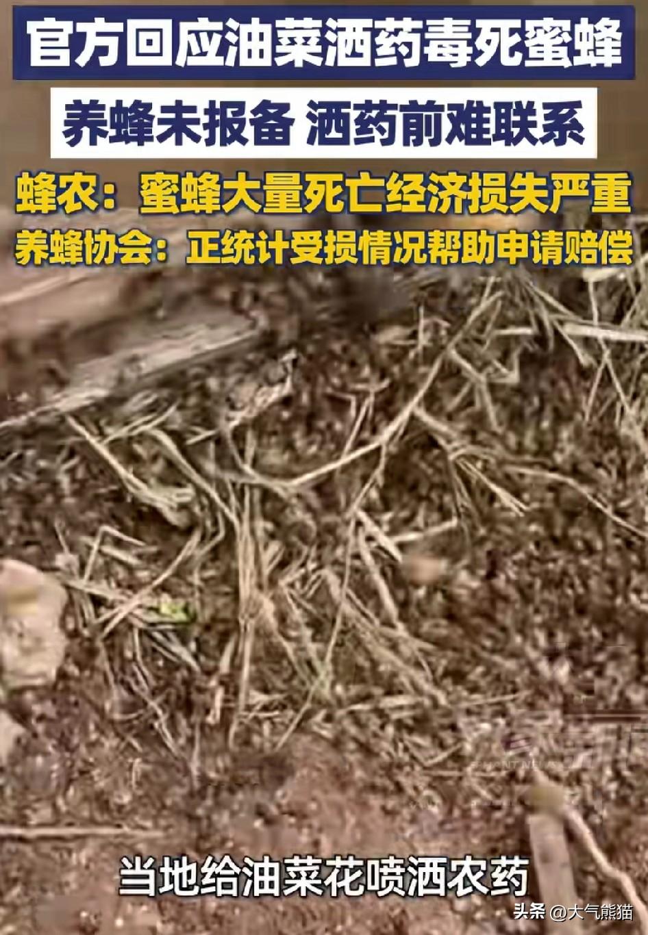 给油菜花打药事件的通报中，一个细节相信大家都不了解。
之所以当地给油菜花打药，造