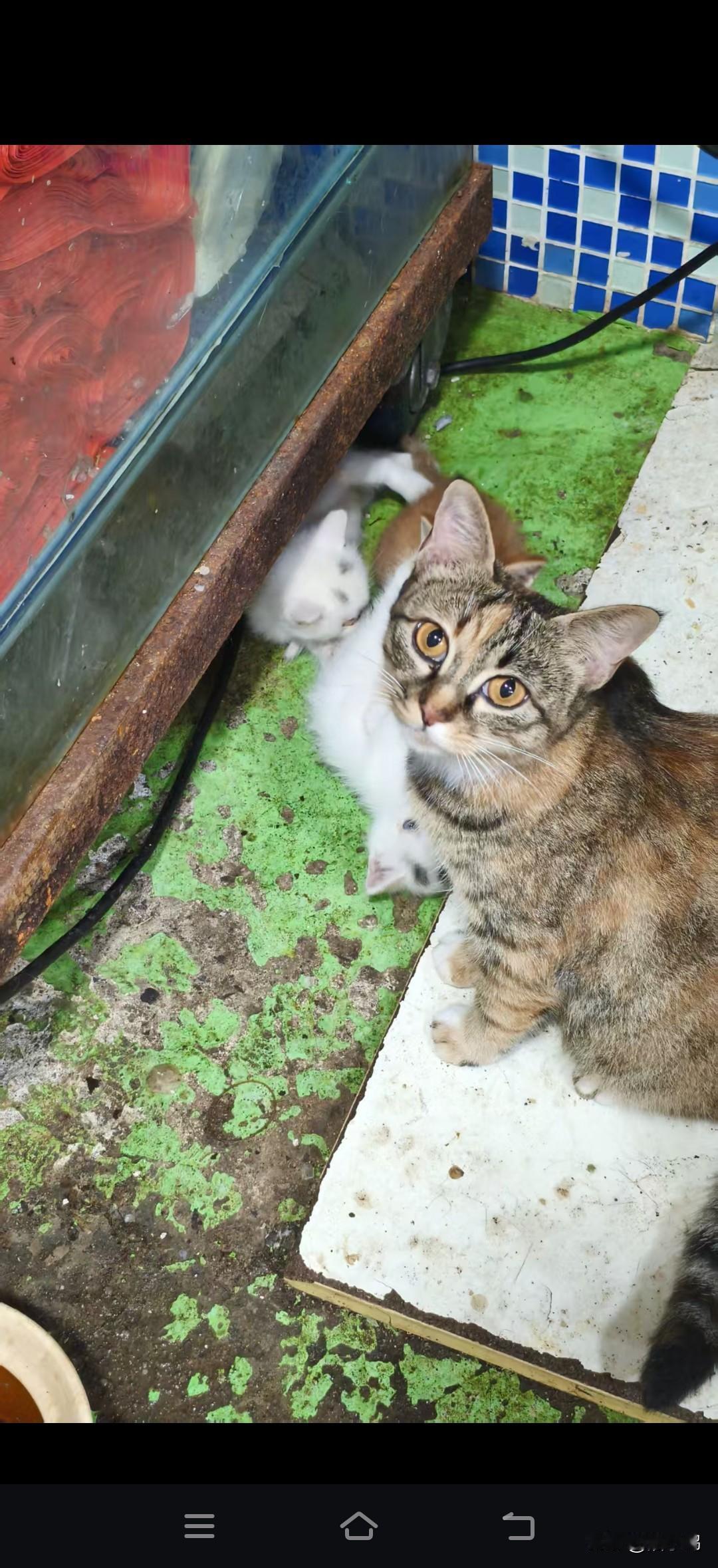 流浪猫生了三只崽