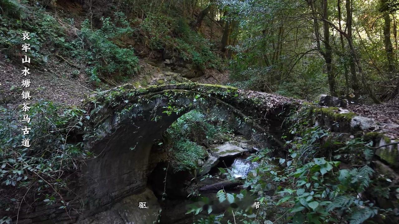🌿哀牢山密林里，那条被马帮踩出的千年石板路，还留着当年铜铃声的回响。10世纪起