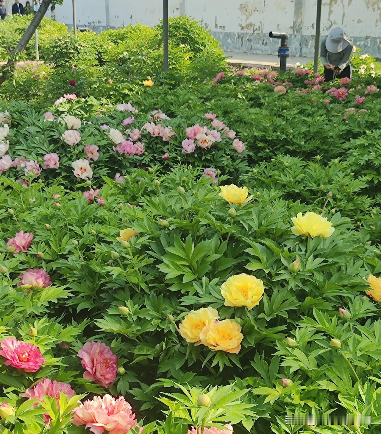 洛阳牡丹，花中皇后，千姿百媚。