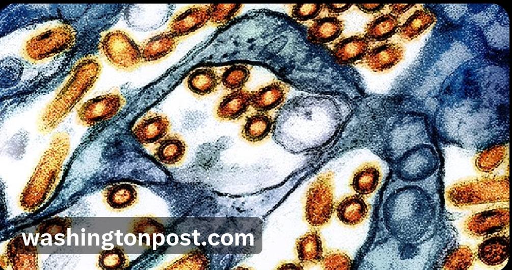 华盛顿州卫生官员表示，他们已确认美国自2月以来首例人感染禽流感病例，该毒株此前曾