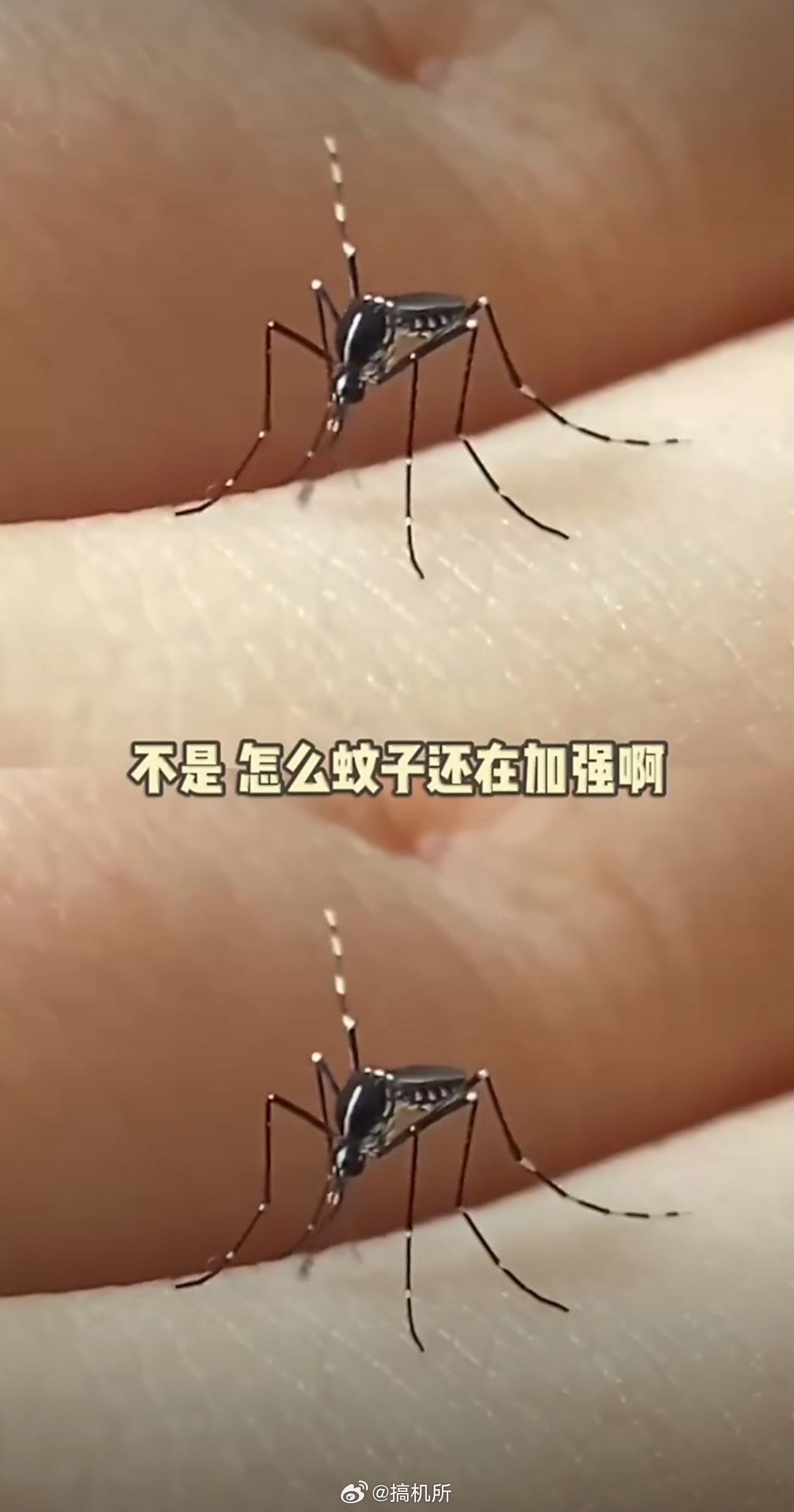 今年蚊子可能迎来史诗级加强这几天蚊子好多，睡觉都睡不踏实