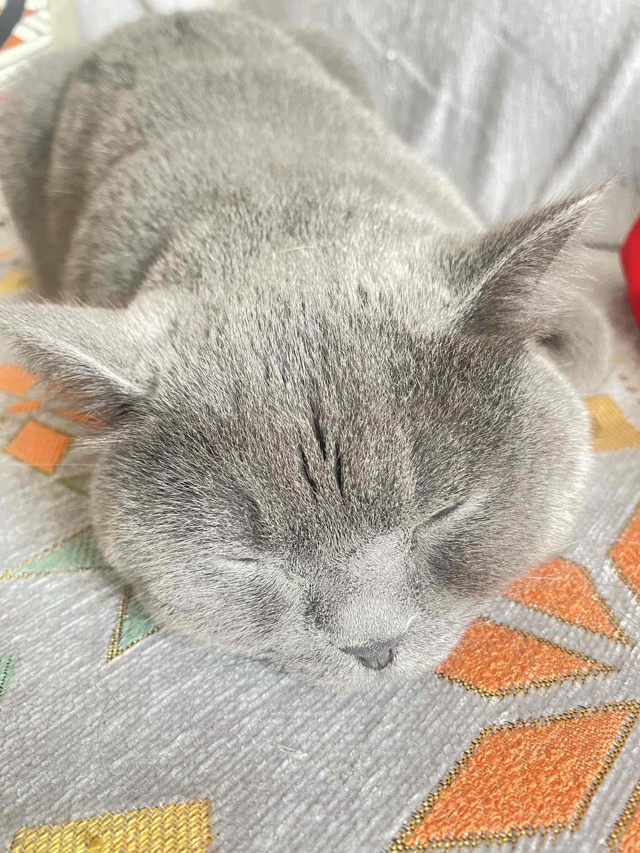 能晒一下你家猫咪慵懒的样子吗敲敲蜷成一团毛茸茸的小团子，慵懒地躺在沙发上我刚写好