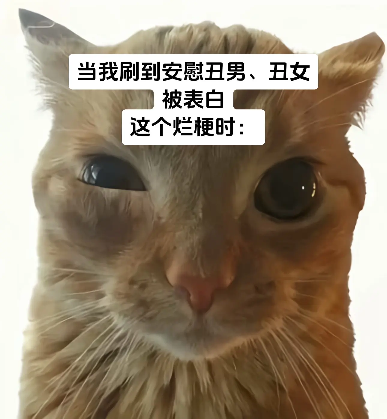 忧郁猫头 怼脸猫咪表情包 无语