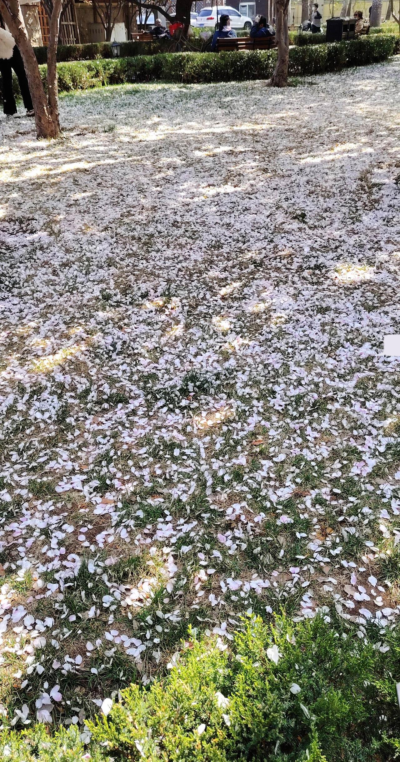 花瓣铺成了地毯用你相册里最近一张照片来搭配这首歌 创作者中心