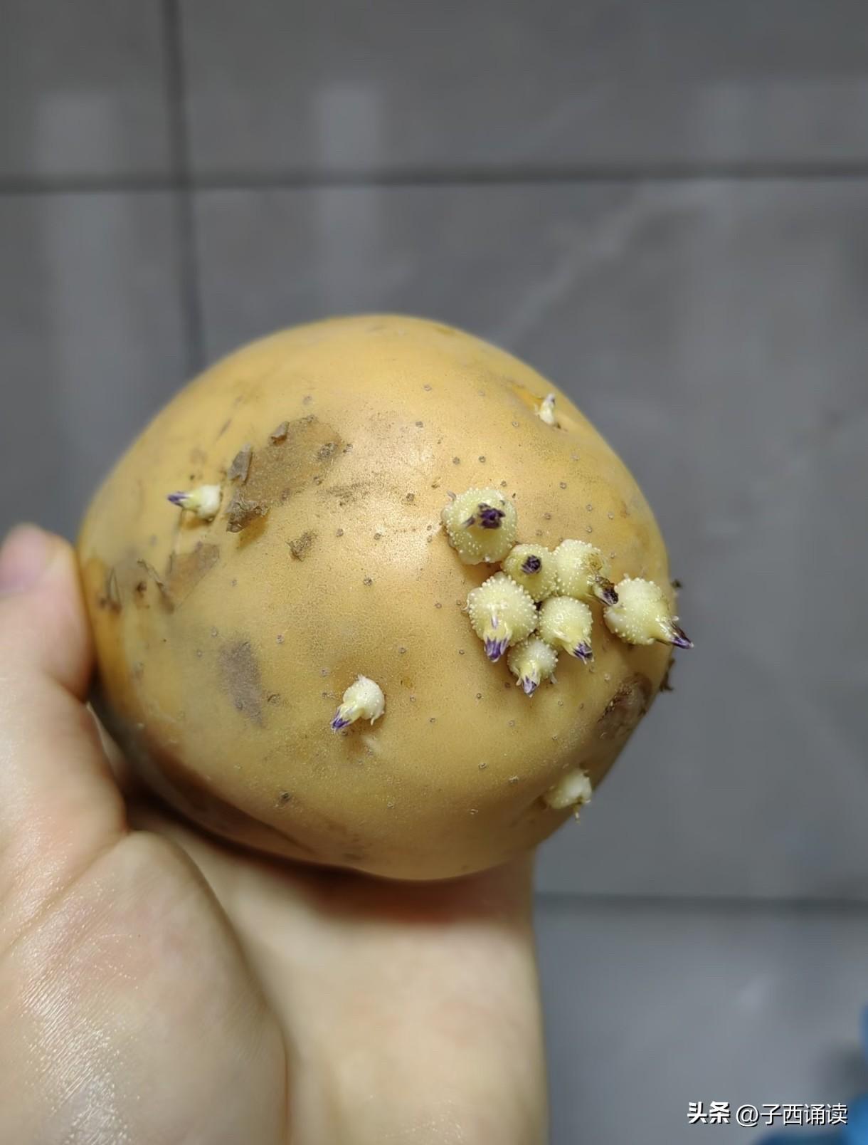 哈哈，在超市买的土豆，放了一个星期忘记吃了，今天拿岀来一看竟然发芽了，吓得我女儿
