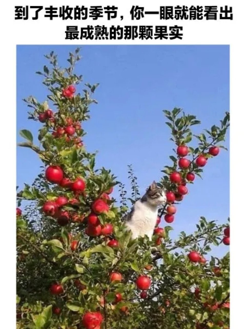 🍎 ​​​