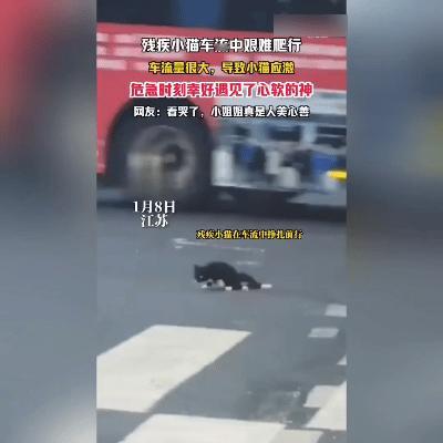 江苏街头上演暖心一幕！江苏新闻，记者直击：残疾小猫在车流中艰难爬行，女子不顾安危