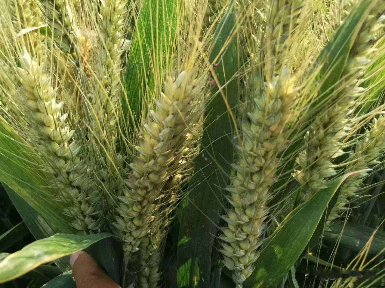 黄淮麦区是我国最大的冬小麦种植区，根据冬季最低温度差异，分为两大片区，南片区的品