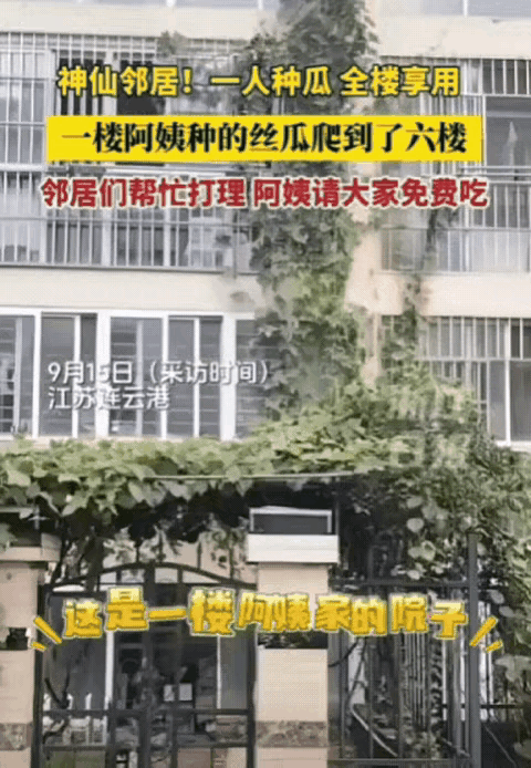 这下出名了，不仅邻居知道了，全国人民都知道了！
江苏连云港，一楼阿姨种的丝瓜，竟