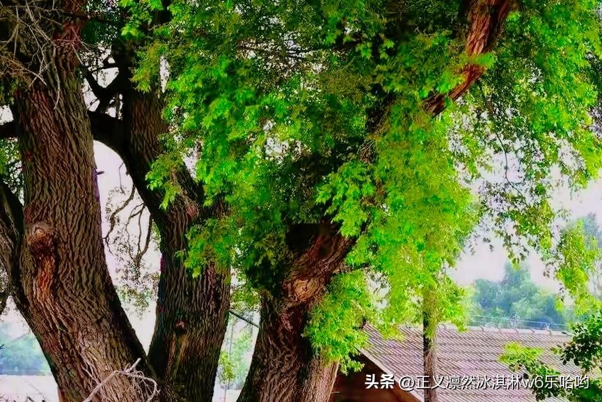 榆树根系在岩石中生长堪称一场奇迹。当根尖触碰到岩壁，它会分泌有机酸等酸性物质，像