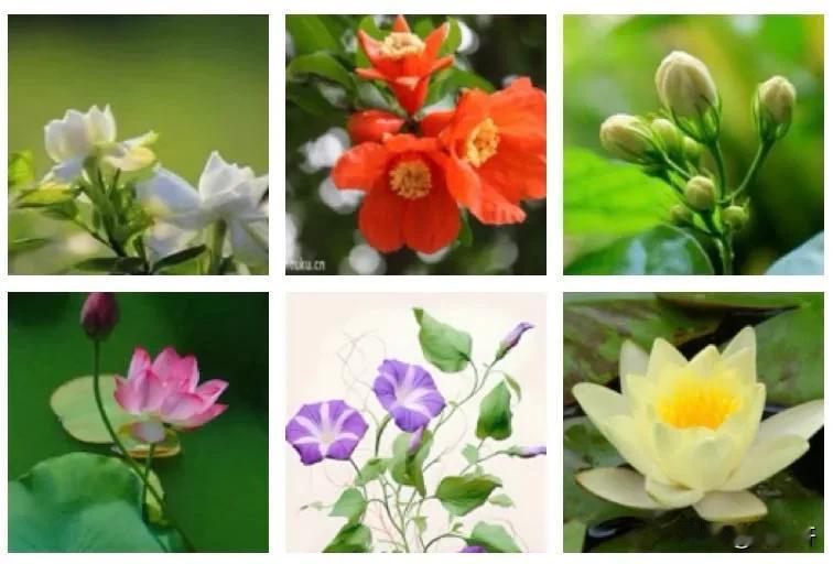 【竹枝·又见夏花】
文/风鸽（张晓峰）
一、栀子
冰清娴静与芳殊，欲放含苞滴露珠