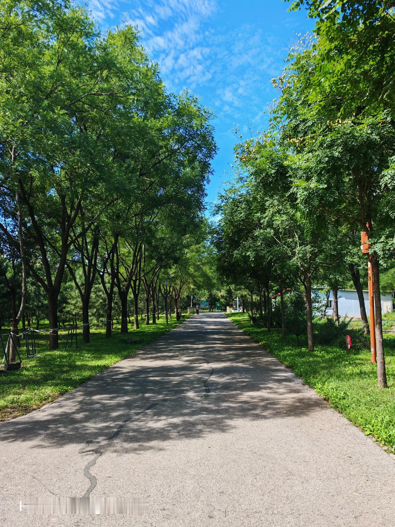 绿荫如海路，行人漫步间。北京东郊森林公园