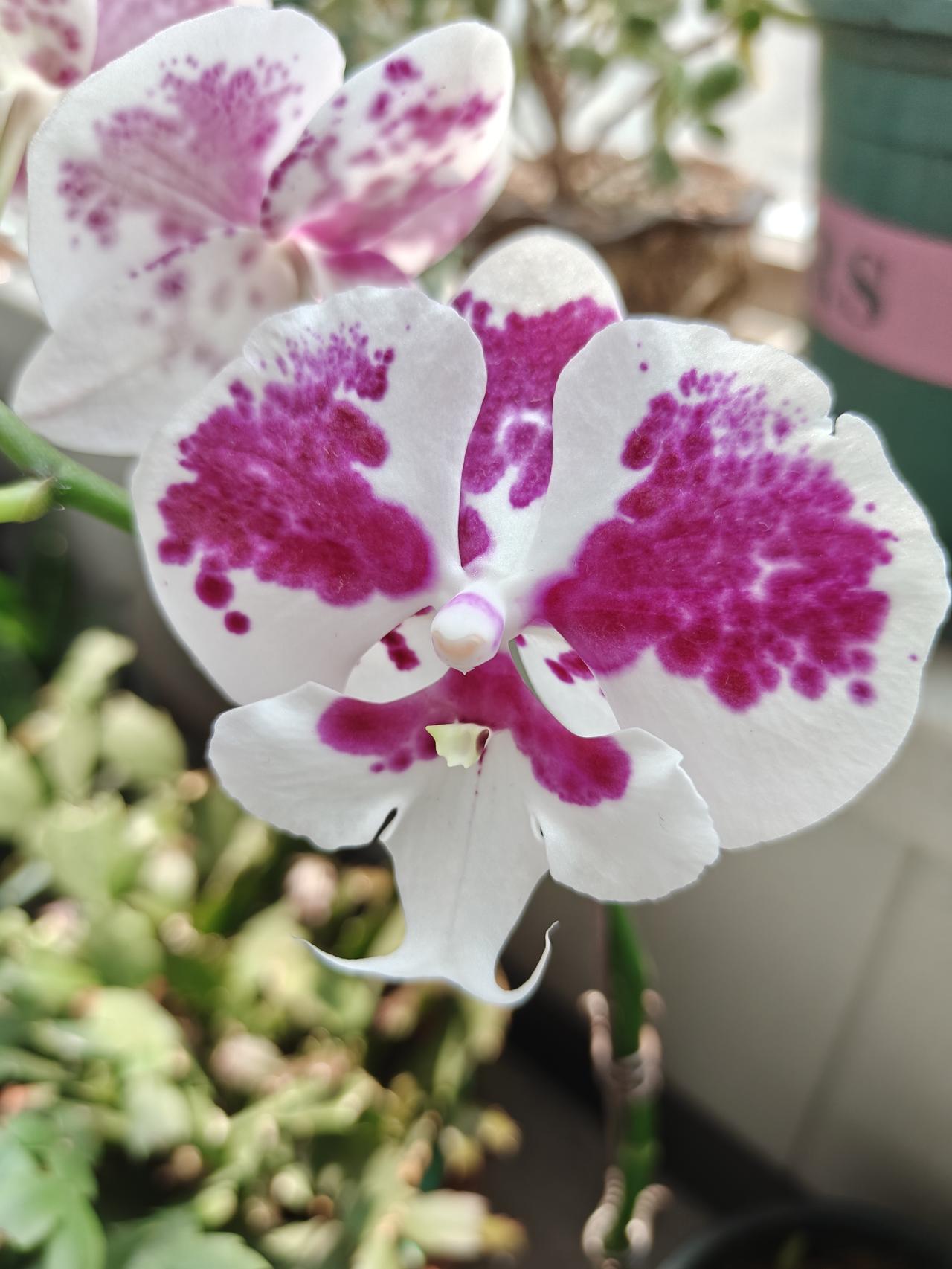 夏日生活打卡季本来春节期间开花的蝴蝶兰在炎炎夏日开花了。