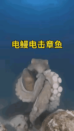 感情就像这只章鱼一样，就算再纠缠下去，最终也会被电鳗用强电流挣脱束缚……
有一名