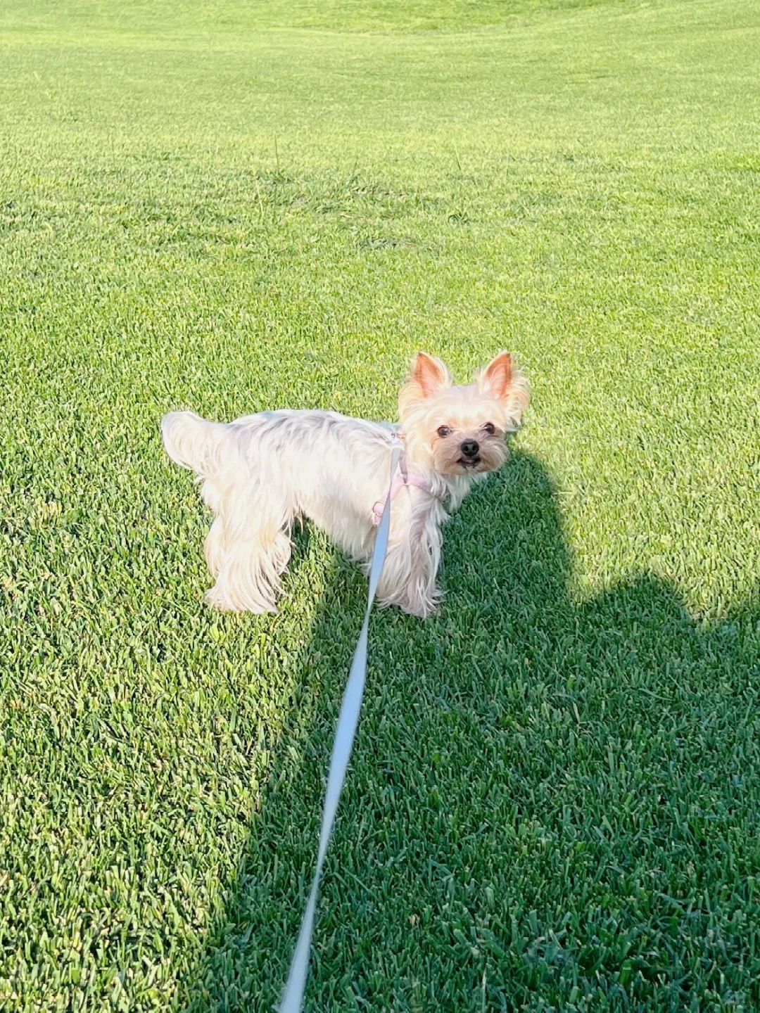这个夏天 有奶呼呼小狗陪伴🐶