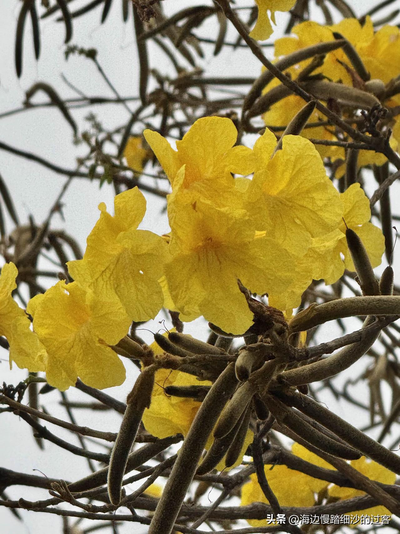 发一张图片，让我猜出你在哪里拍的路过涌口的时候，被树上的黄花吸引停下来，驻足把手