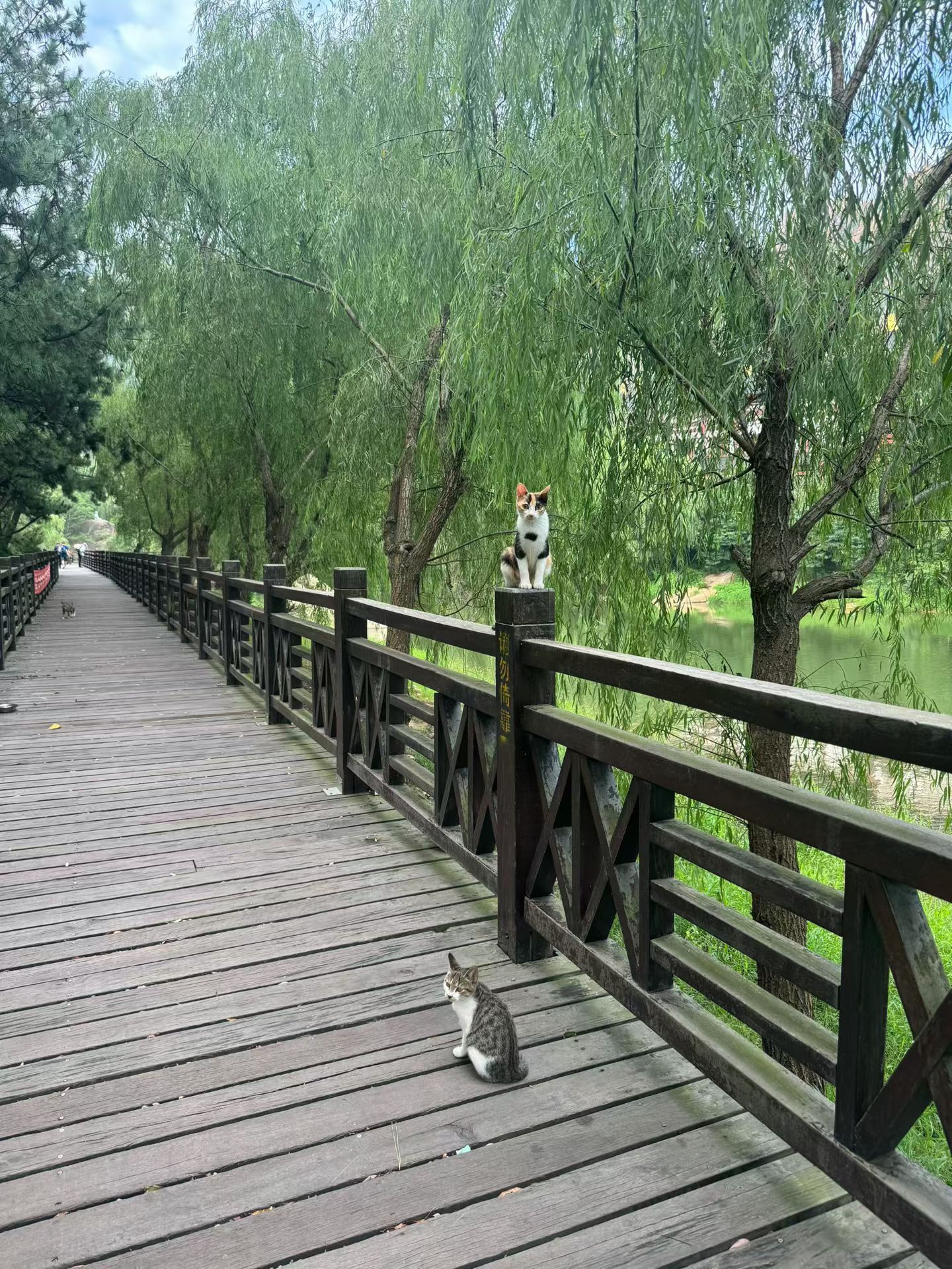 招财猫爬山﻿ ﻿健康周日愉快 ​​​