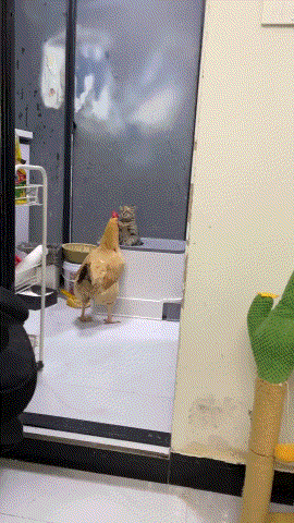 到底还是输给了恐龙后代