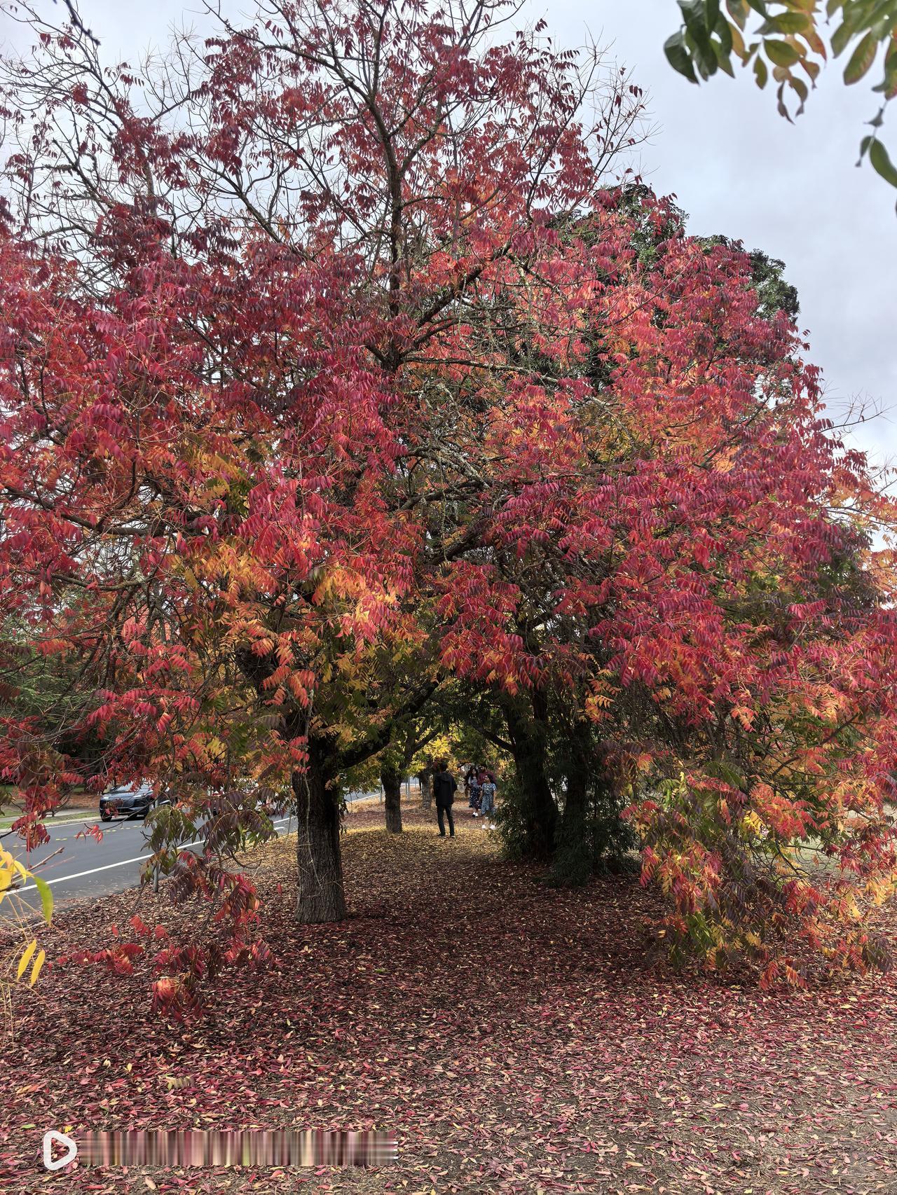 Altos）小镇，和位于斯坦福大学旁的鲍登街（ Bowdoin Street）。