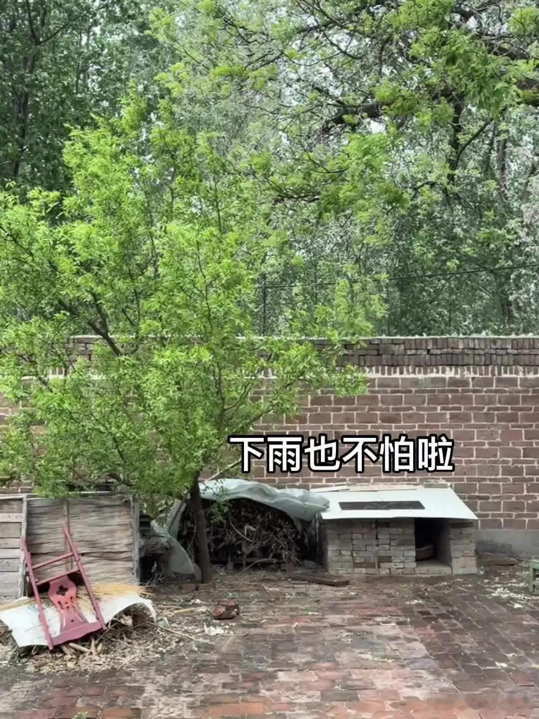 “我有自己的房间啦”萌宠宠物