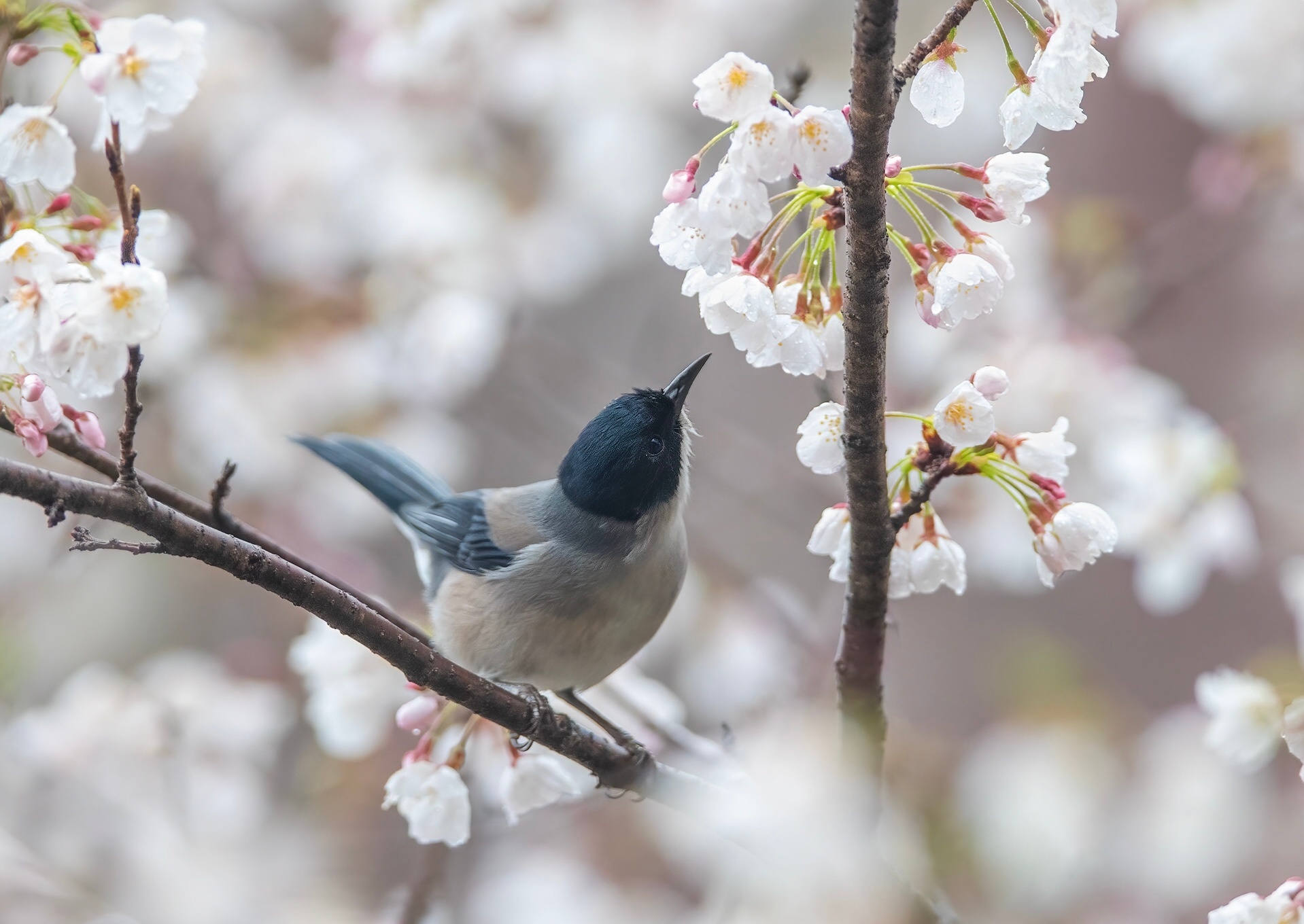 翻到去年拍的黑头奇鹛啦！当时在公园撞见它，可给我惊喜坏了！你看它一会儿仰着脑袋瞅