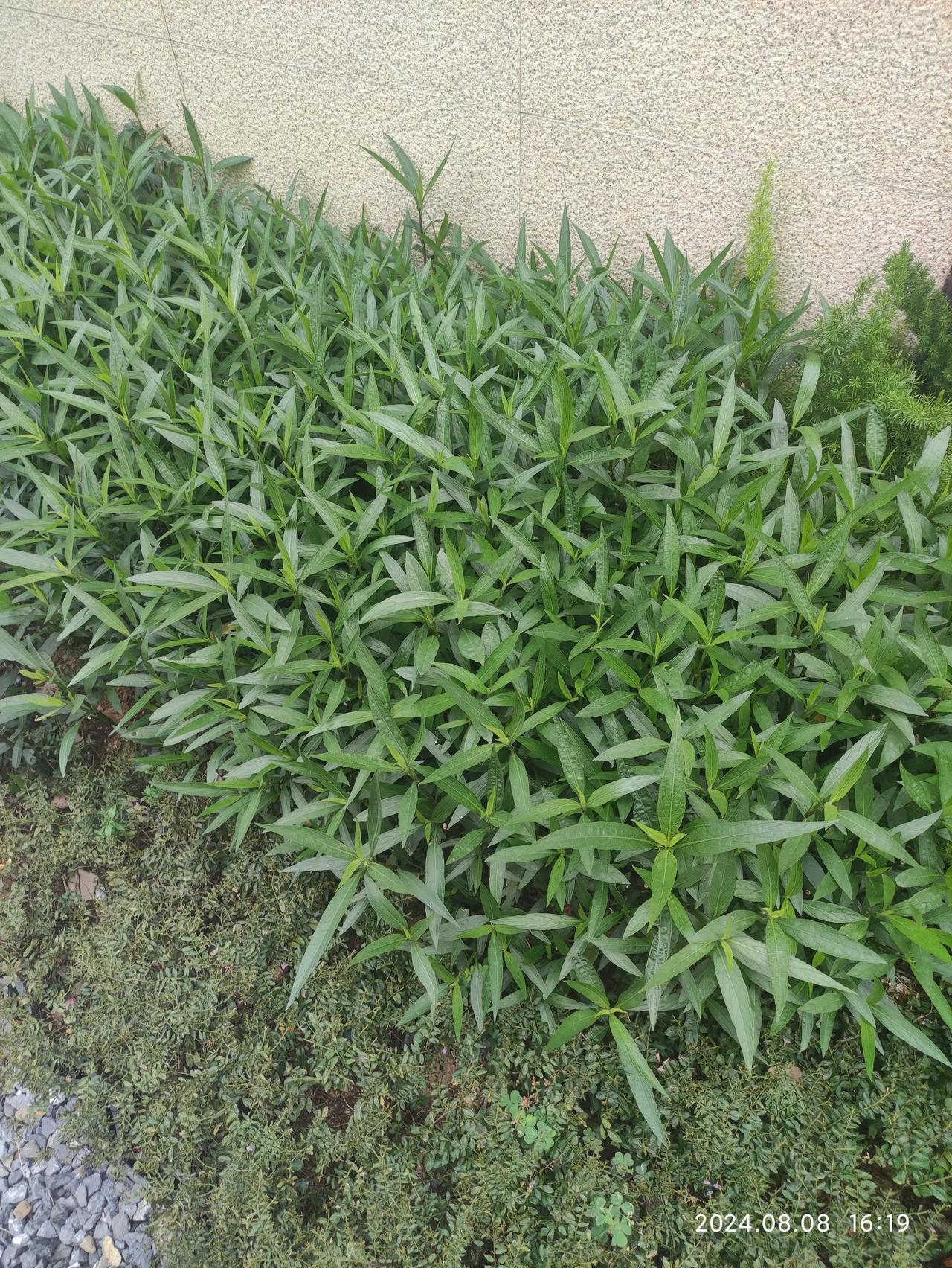 不知道哪个业主占用小区公共用地种空心菜，我想摘点来炒