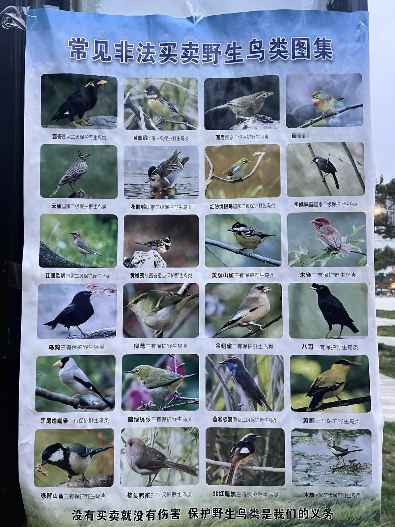 看到了顺便拍下来存着。一次展翅，都是自然的心跳。不捕捉，不伤害，不买卖，给它们一