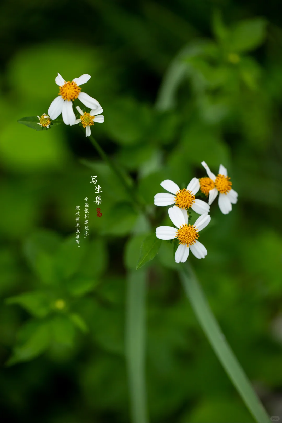 白花鬼针草