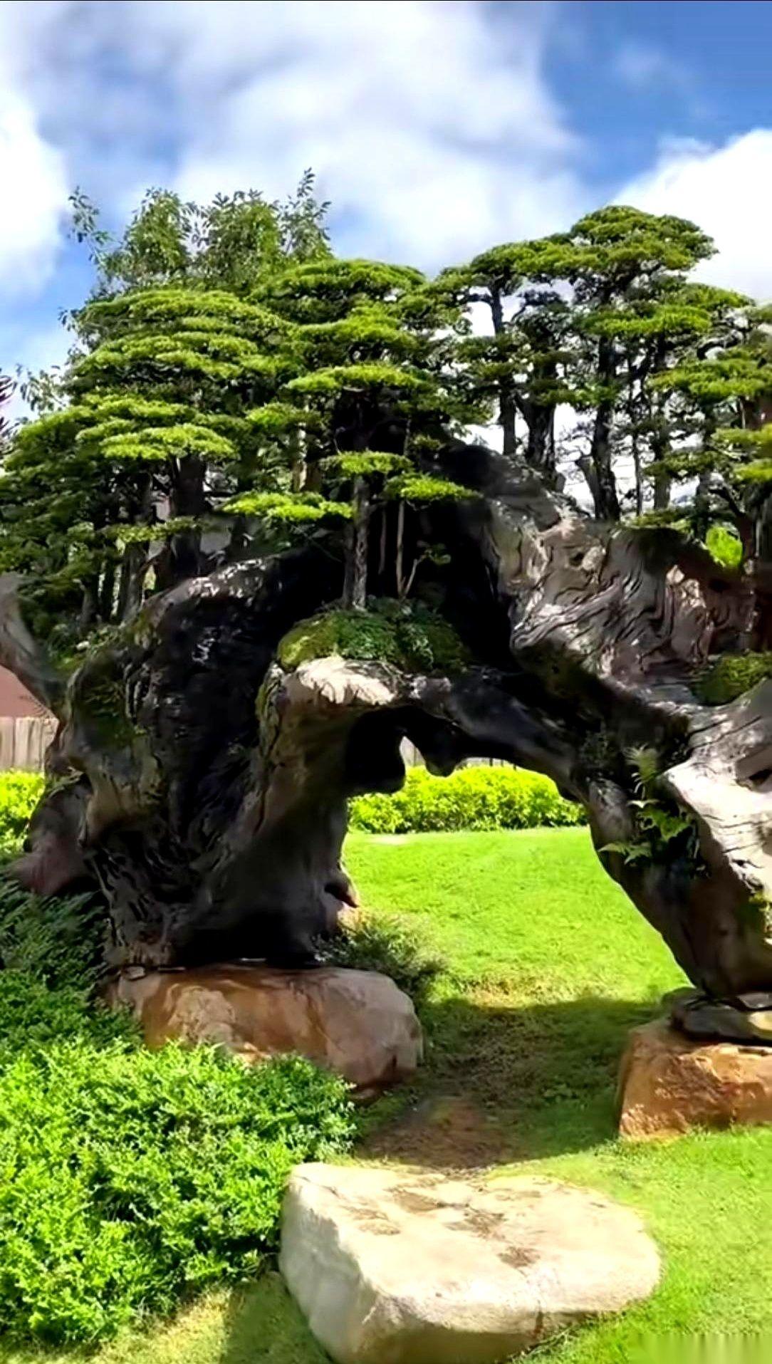 国内最大那棵“丛林桩”，圈里都盯着。
前几年，有人揣着1800万的支票，直接站到