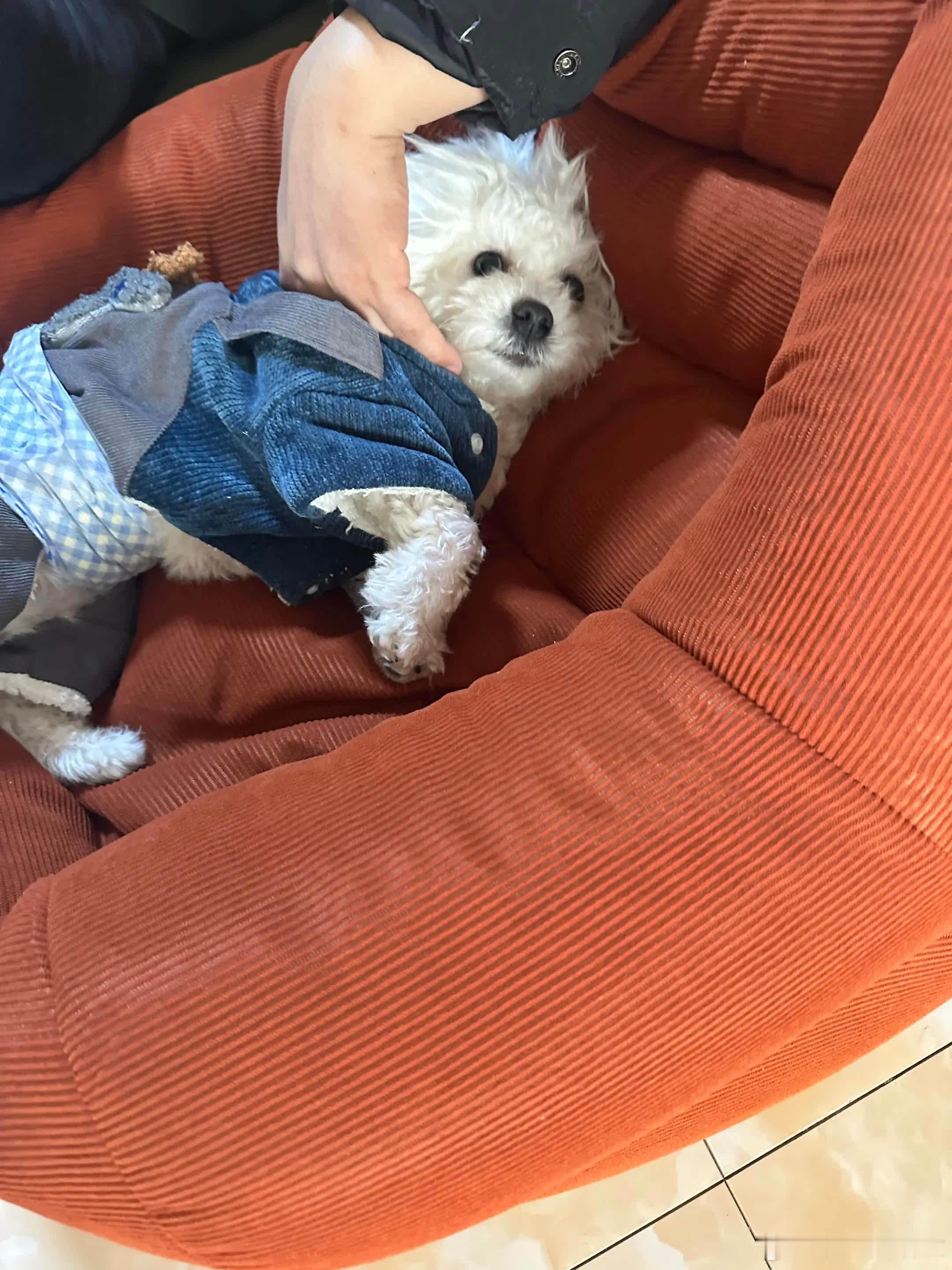 喜欢被挠痒痒狗子，舒服到睡着了萌宠宠物