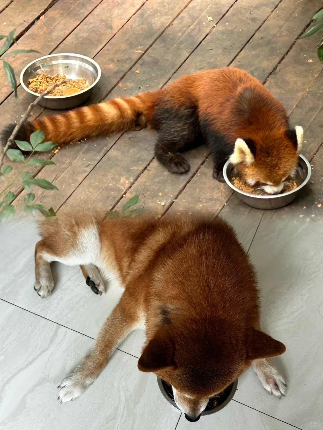 四舍五入养小熊猫了