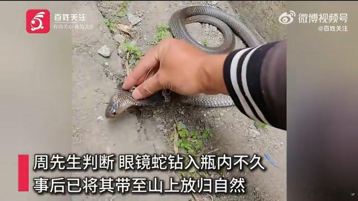 居民废弃酒瓶中砸出过冬眼镜蛇 不是，兄弟你真会？就这样抓住一条有起床气的眼镜蛇？