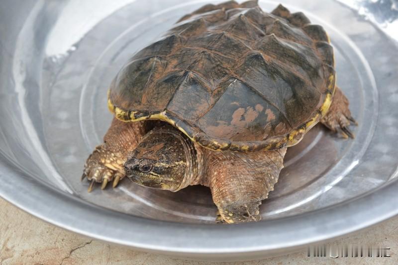 乌龟到底能不能在旱地冬眠，这还挺有争议的。我之前养过一只草龟，冬天的时候就把它放