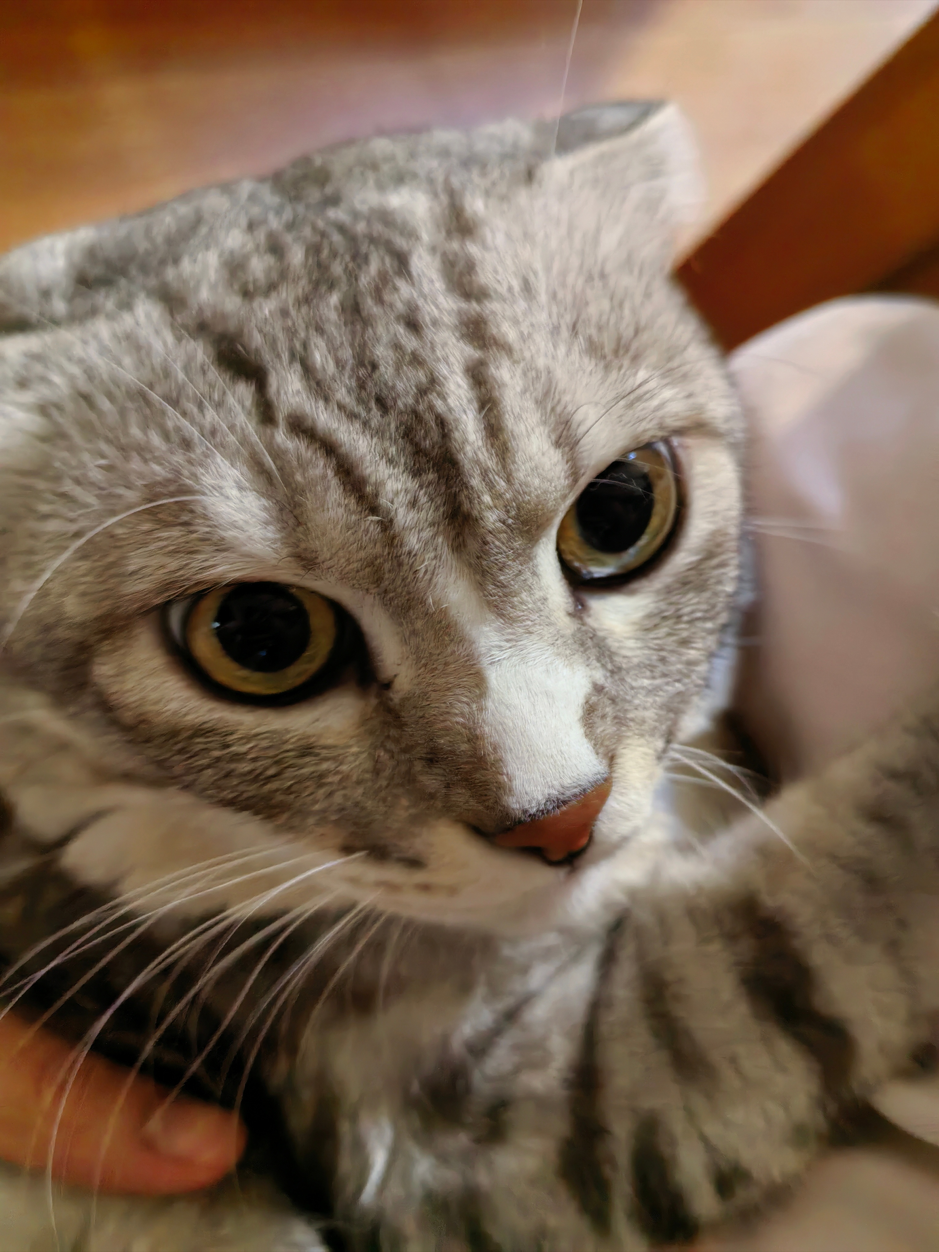 我的小猫 
