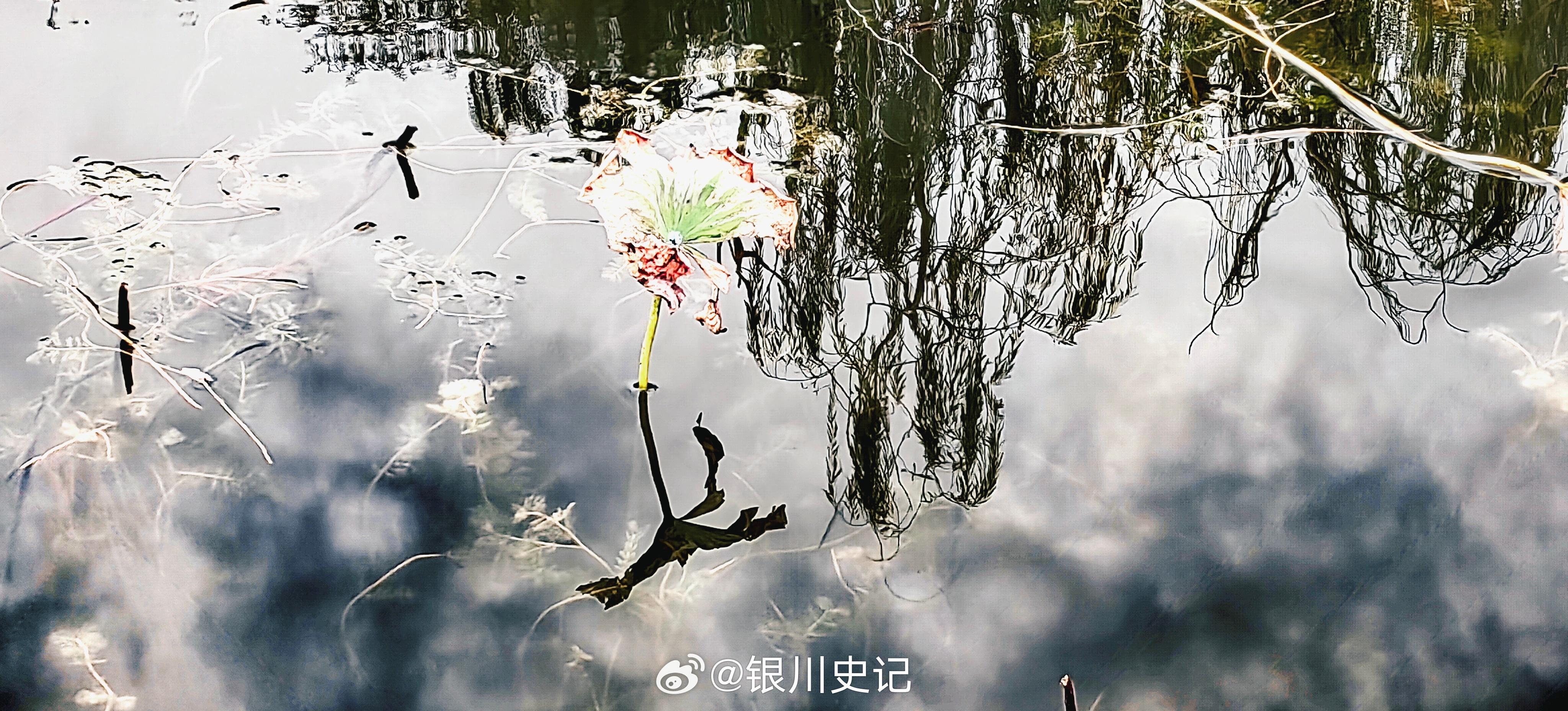 抽象之秋荷荷花[超话]随手拍[超话]随手拍银川史记  ​​​