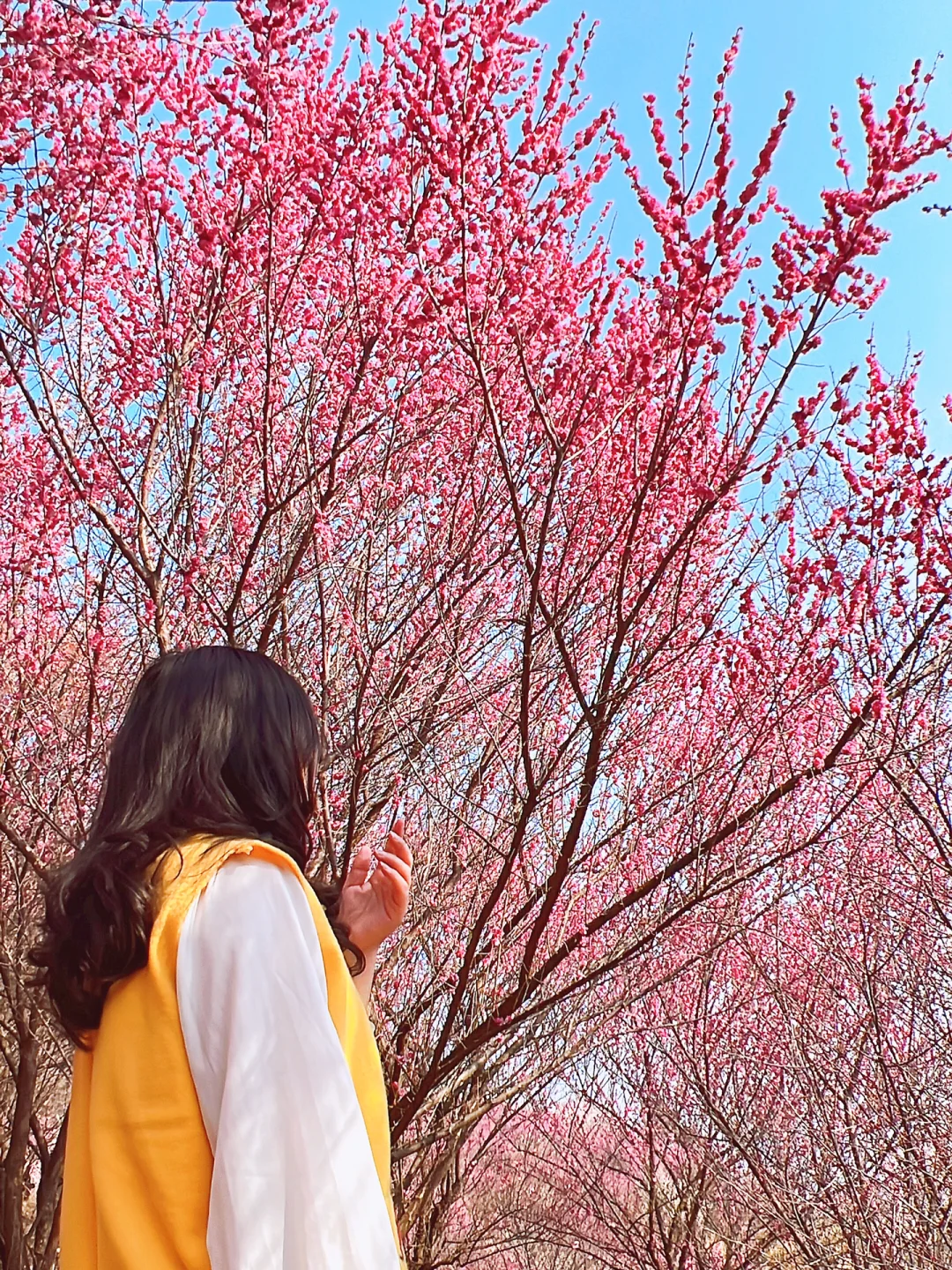 天呐‼️武汉本地人都没去过的梅园🔥一定要去