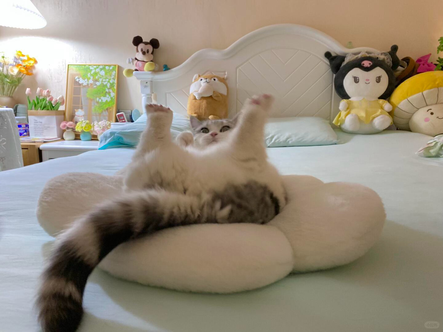 猫儿这个肥美 ​​​
