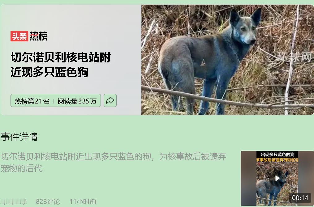 刷到这条视频时，我筷子差点掉进泡面碗里——几只通体宝蓝色的野狗在荒草丛里窜过，背