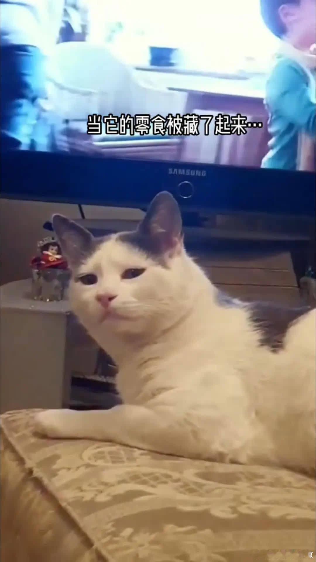 “我奖励你再也不用和我说话”萌宠宠物