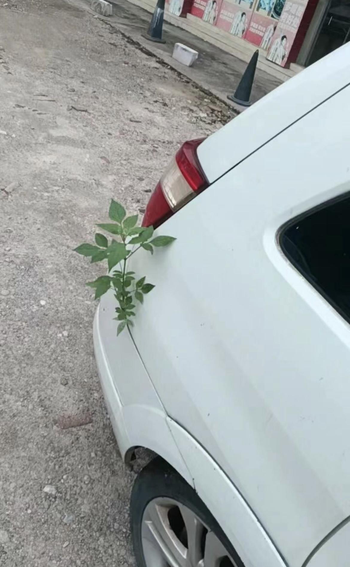 我的今日状态：😁轻松愉快
我这里的天气：🌤️多云
车已有大半年没开了，
停放